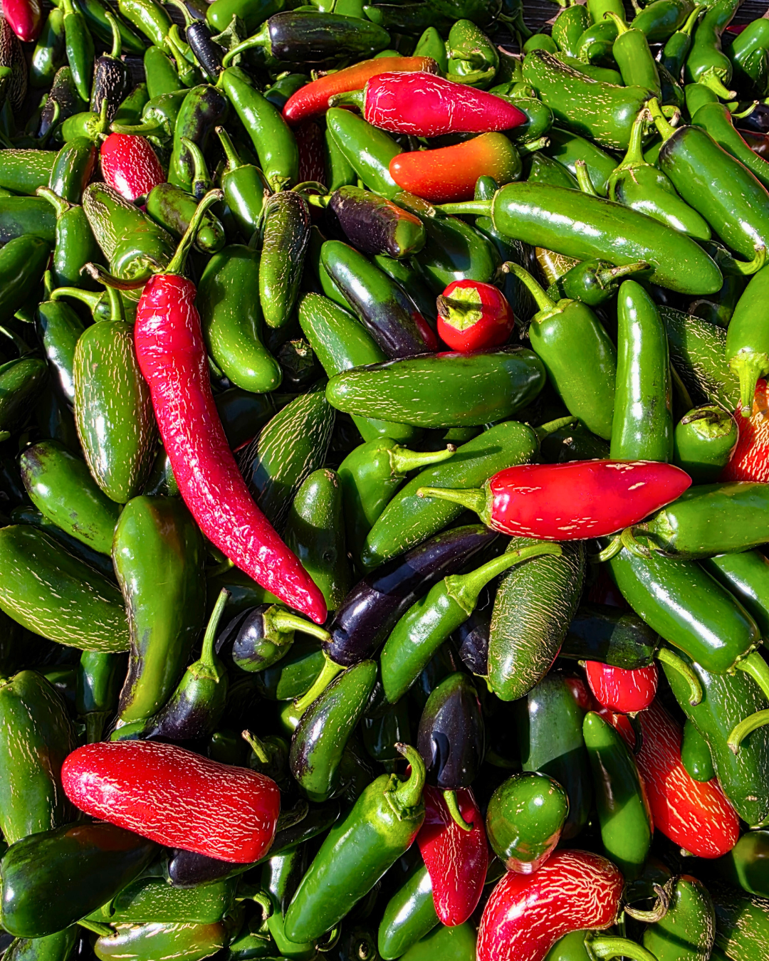 The True Ripening Story of Jalapeños