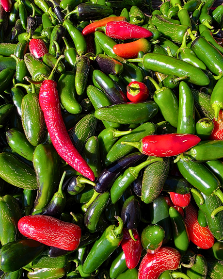 The True Ripening Story of Jalapeños